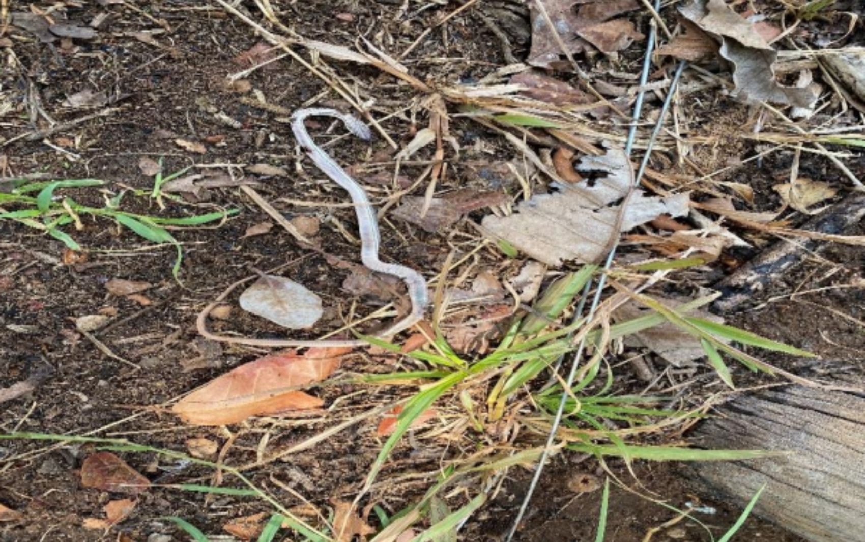 Cobra encontrada morta nas imediações do alojamento