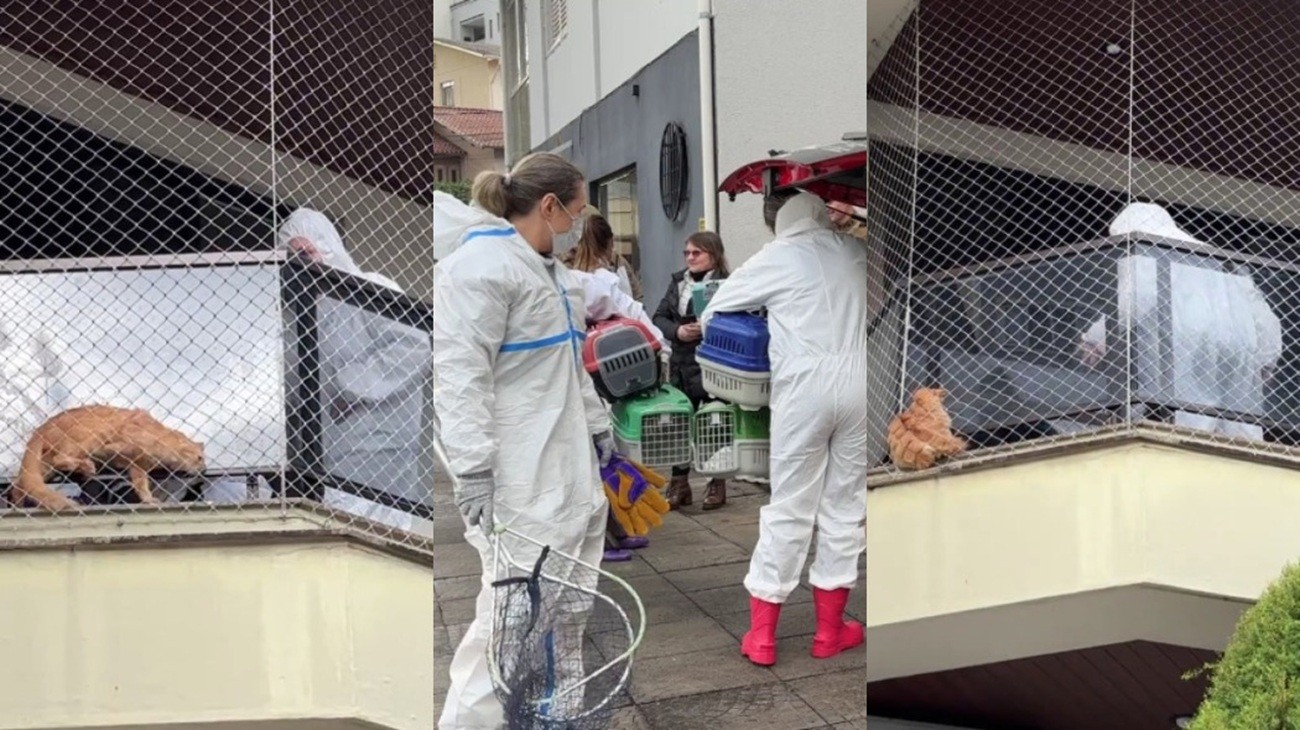 Caso dos 400 gatos: Começa operação para resgatar animais que viviam aglomerados em apartamento de SC