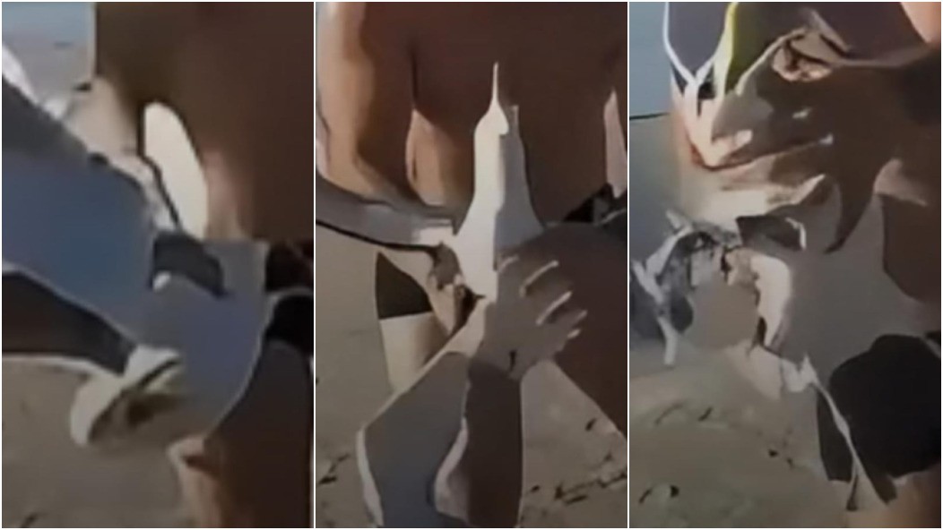 Banhista agarra gaivota que voava em praia de Cabo Frio e especialista alerta para o risco da prática; Vídeo