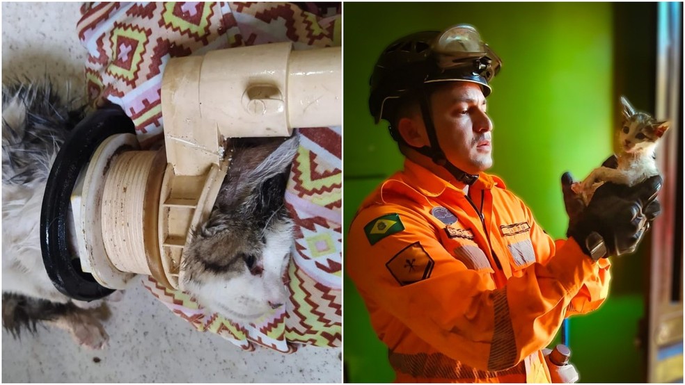 Bombeiros resgatam filhote de gato preso em encanação de casa em Juazeiro do Norte. — Foto: Corpo de Bombeiros/ Divulgação