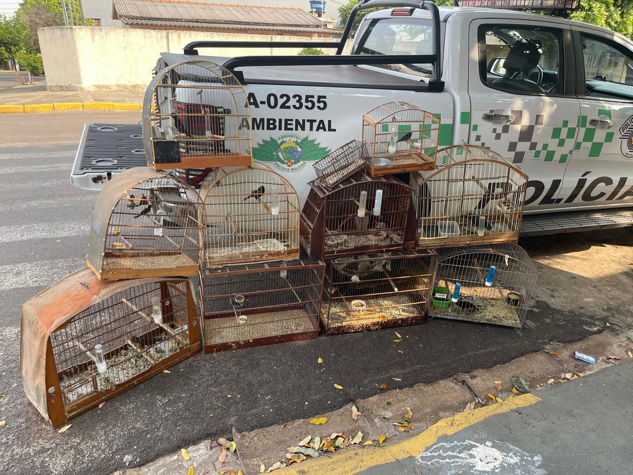 Fiscalização encontra 10 aves silvestres em casa e morador recebe multa de R$ 9,5 mil, em Adamantina