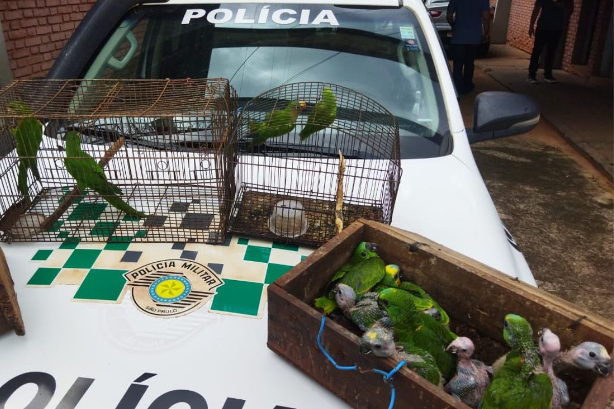 Homem é multado em mais de R$ 90 mil por manter 22 filhotes de papagaio em cativeiro no interior de SP