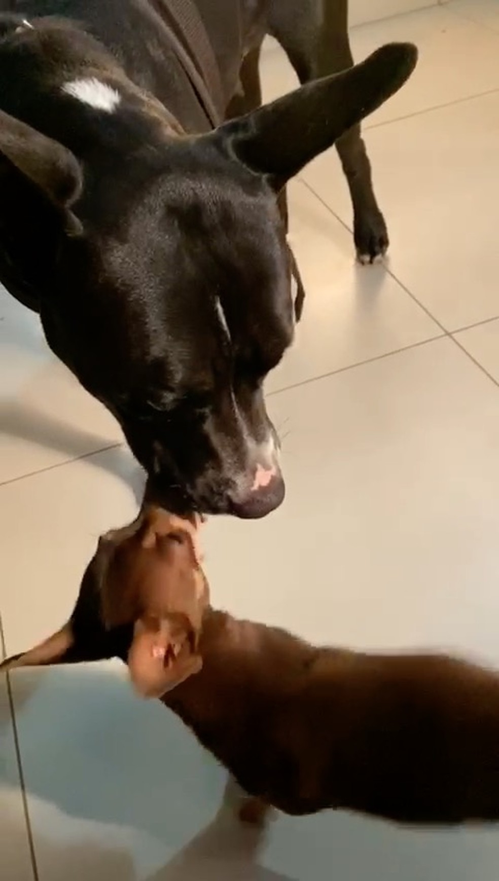 Pitbull pinscher deals