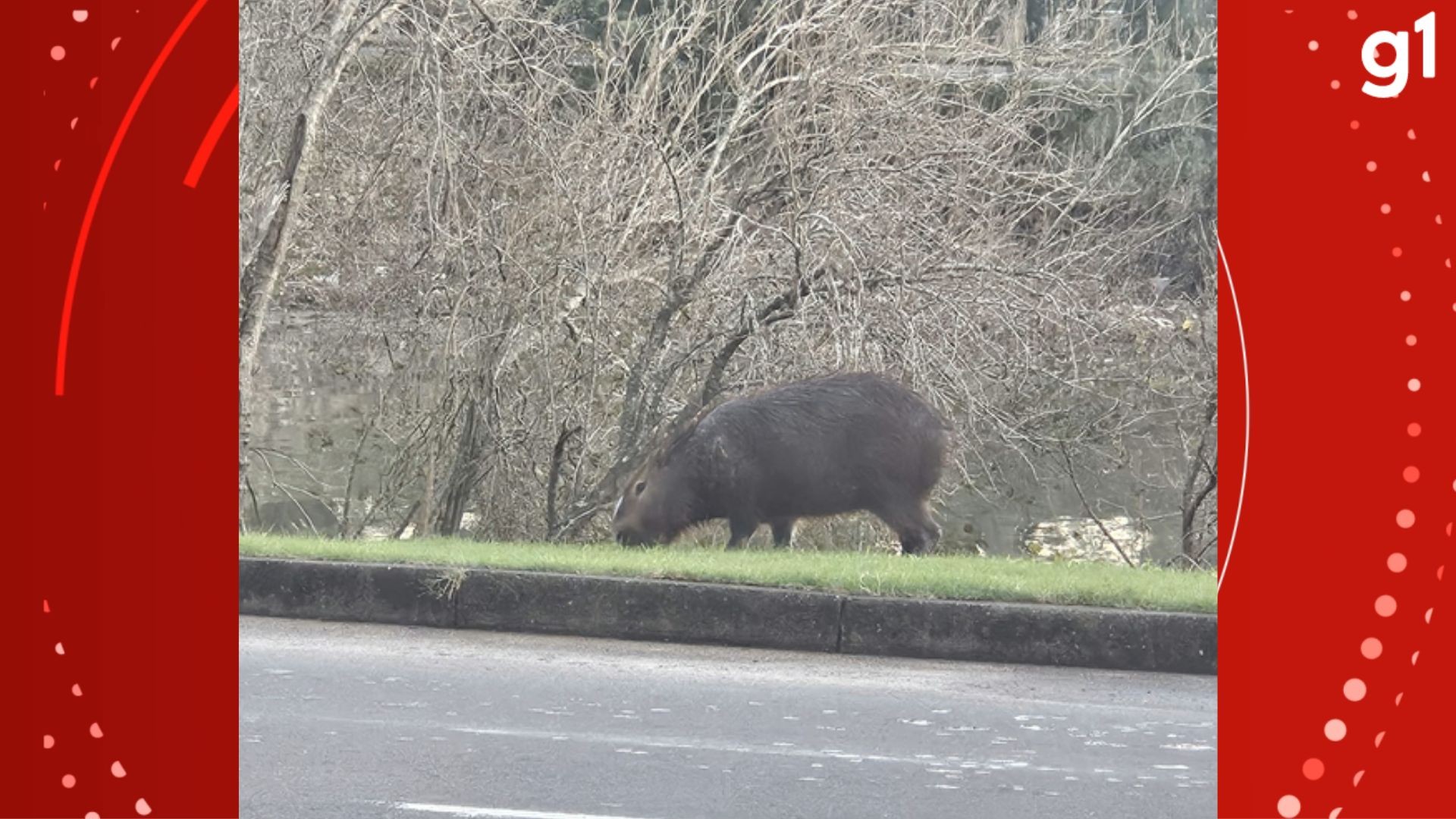 Capivara é avistada às margens do Arroio Dilúvio após Porto Alegre registrar novos alagamentos