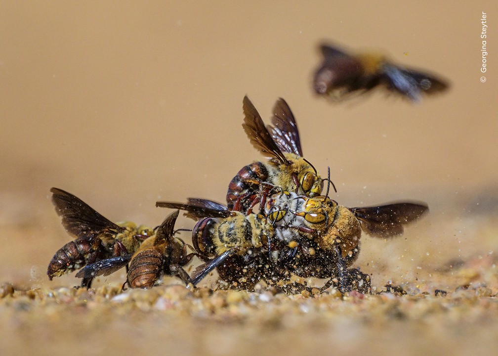 Um grupo de abelhas macho competindo por uma fêmea na Austrália Ocidental. Fotógrafa capturou a imagem de longe, deitada no chão quente e rochoso do lugar. — Foto: Wildlife Photographer of the Year