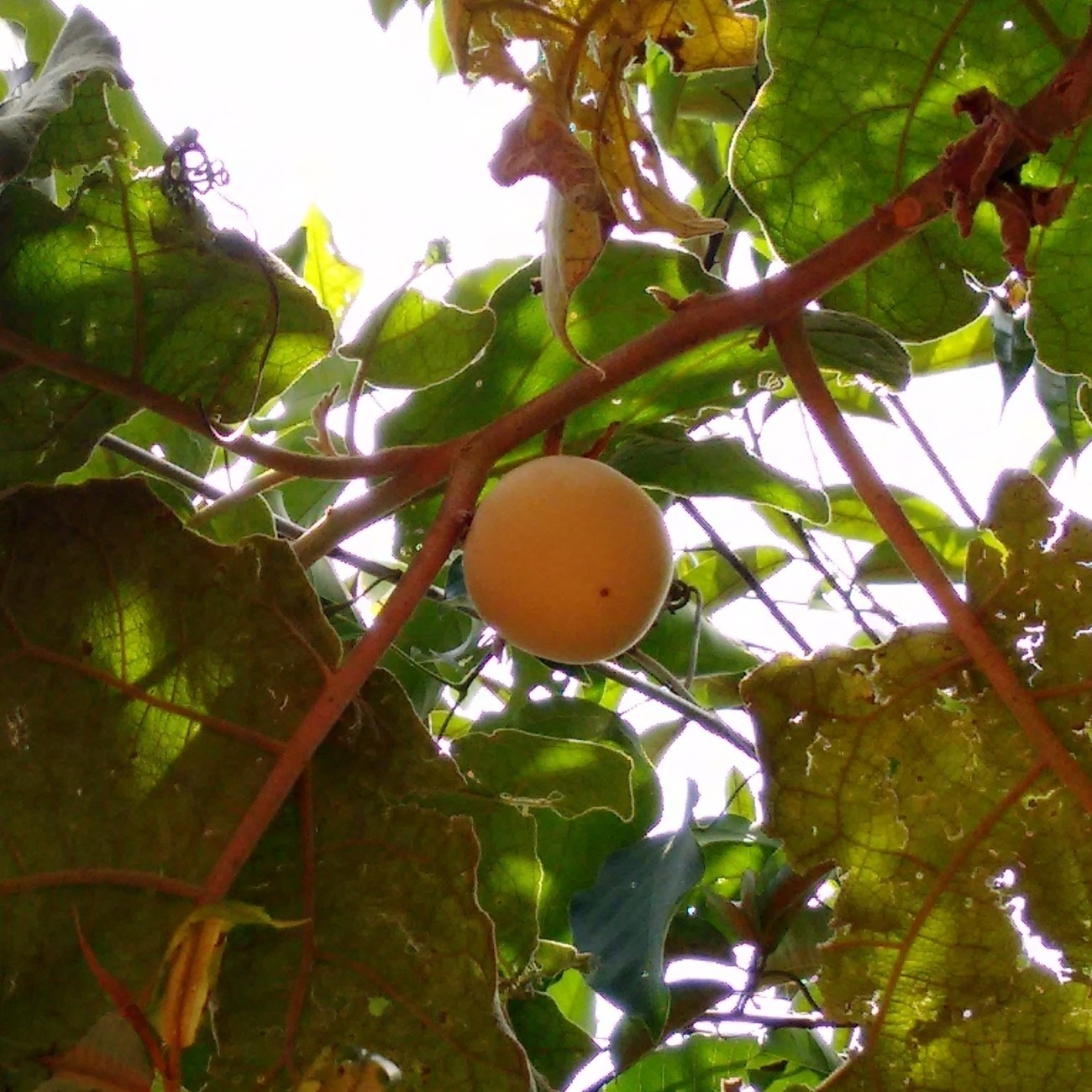 Fruto favorito do lobo-guará pode ajudar no tratamento do câncer de bexiga