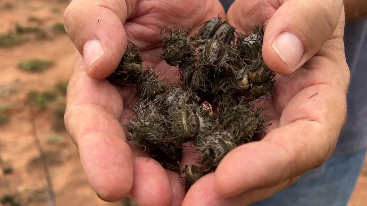 Produtor colhe mamona para produção de óleo