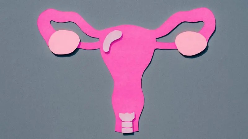 A surpreendente mobilidade do útero e por que ela é fundamental para o sistema reprodutor feminino