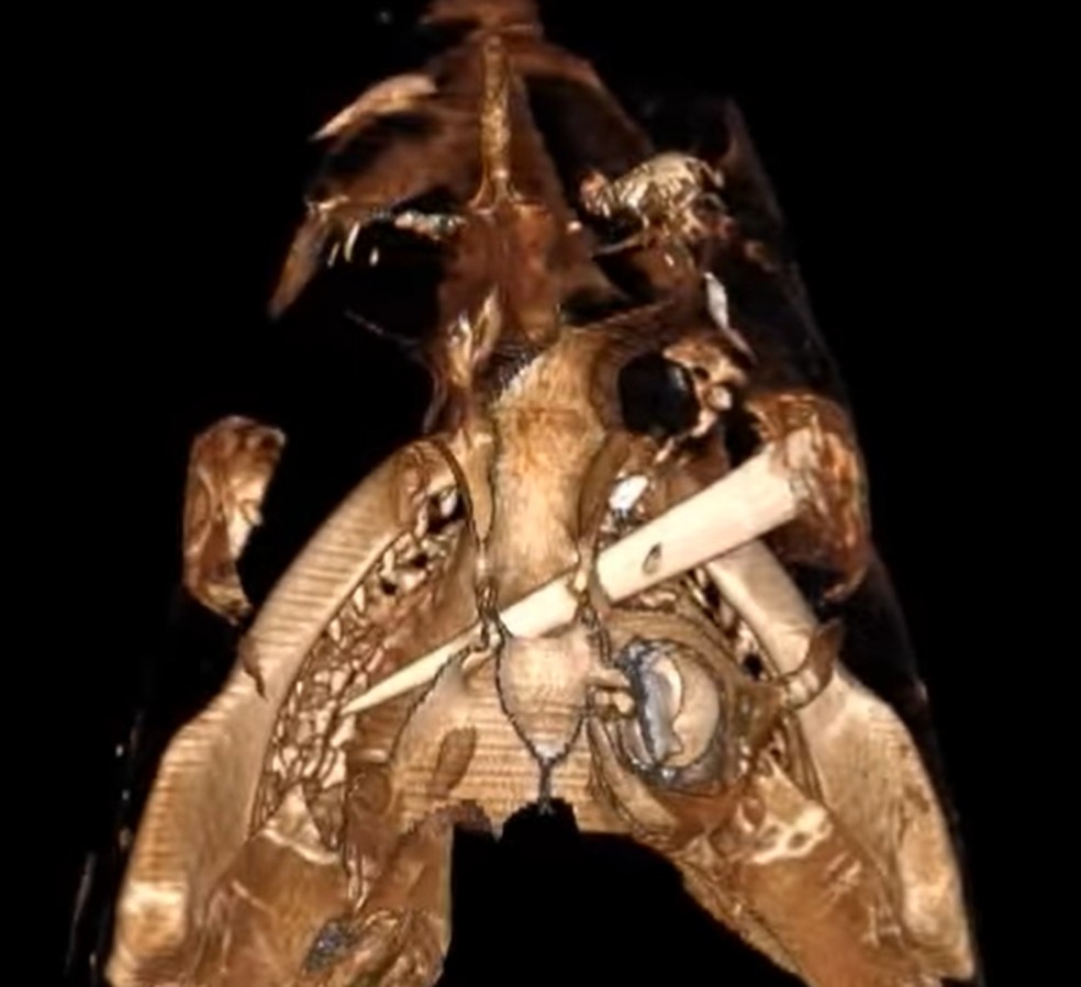 Radiografia mostra lesão de peixe-espada no tubarão avistado em praia espanhola — Foto: Reprodução Instagram/Oceanogràfic València