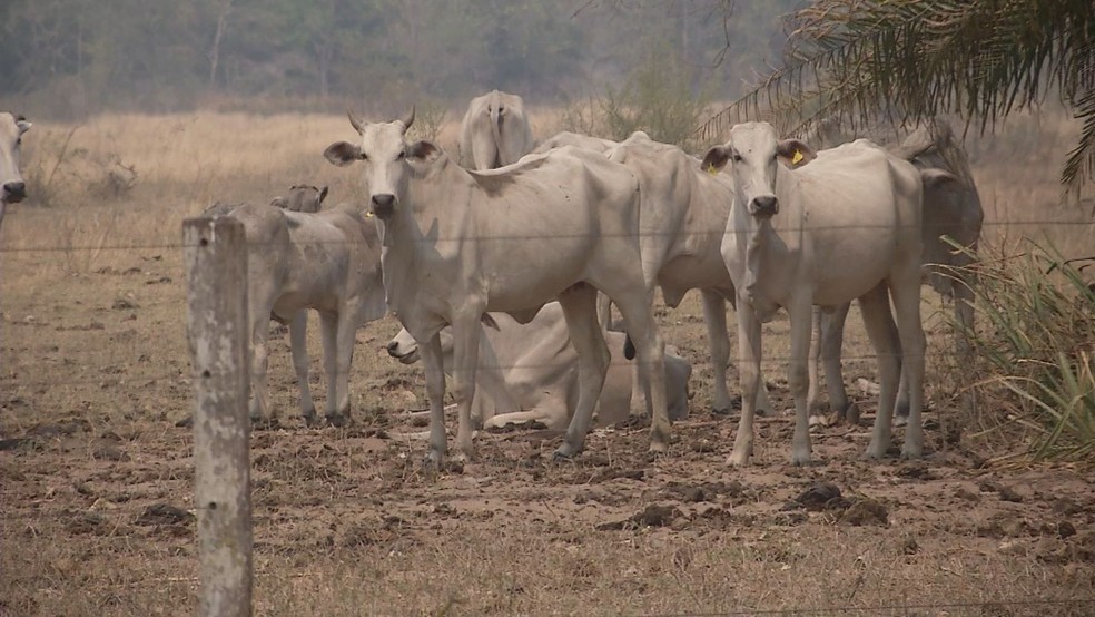 Propriedade em Aquidauana foi atingida pelo fogo — Foto: TV Morena