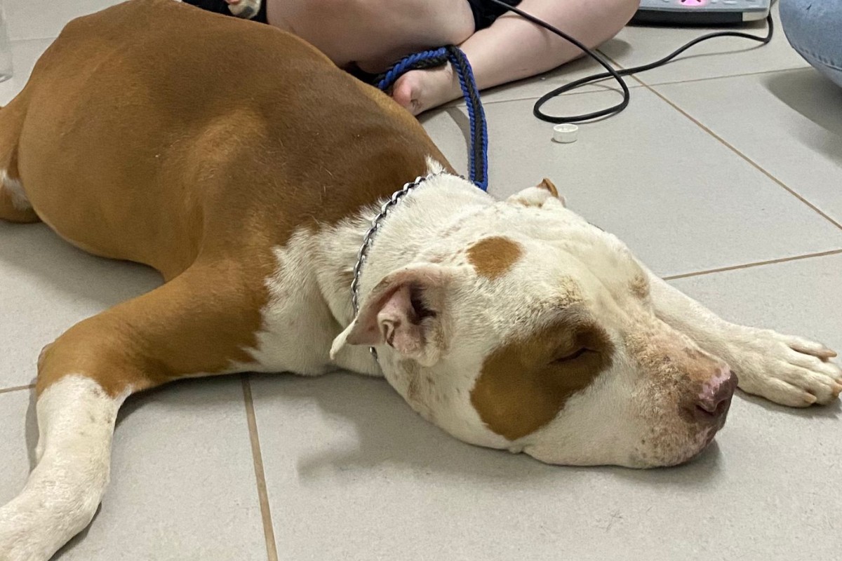 Maus-tratos: pitbull morre após ser encontrado abandonado em Itapetininga