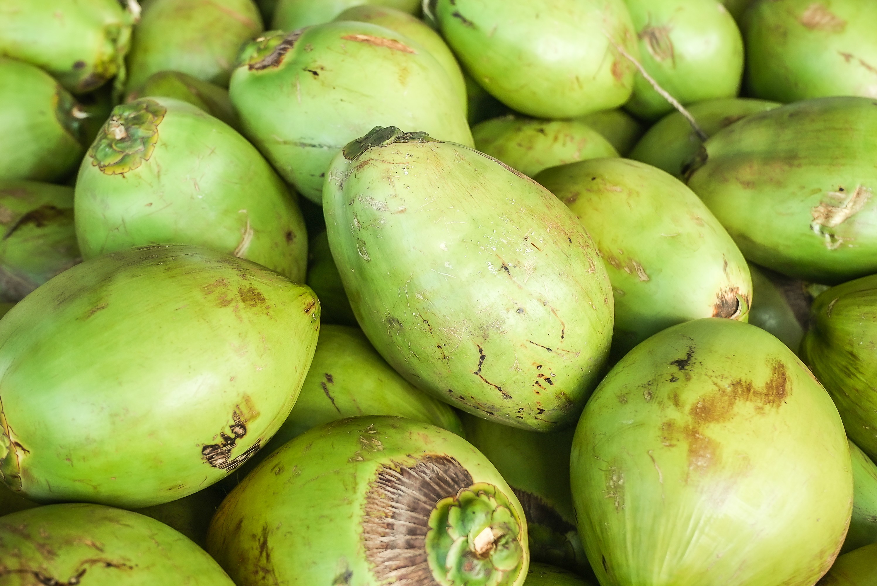 Como começar o cultivo do coco