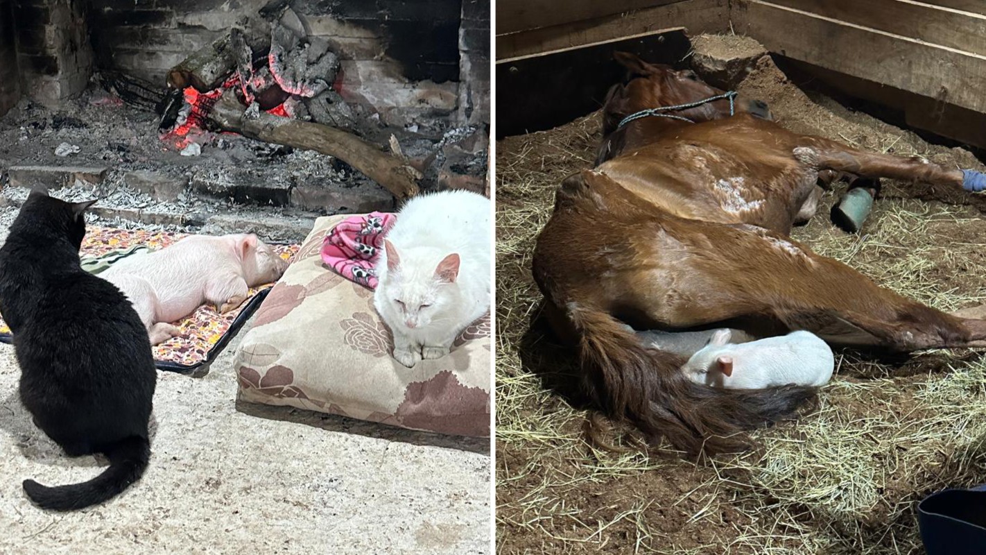 Leitoa que seria rifada e abatida para ceia ganha novo lar em ONG e dorme ao lado de cavalo e gatos