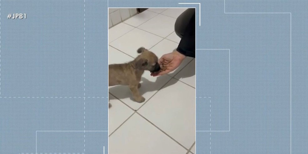 Filhote de cachorro é resgatado e adotado — Foto: TV Cabo Branco/Reprodução