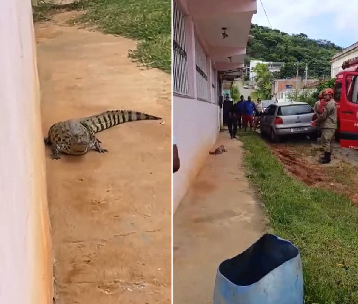 Jacaré é flagrado caminhando em rua de bairro de Itaperuna, no RJ