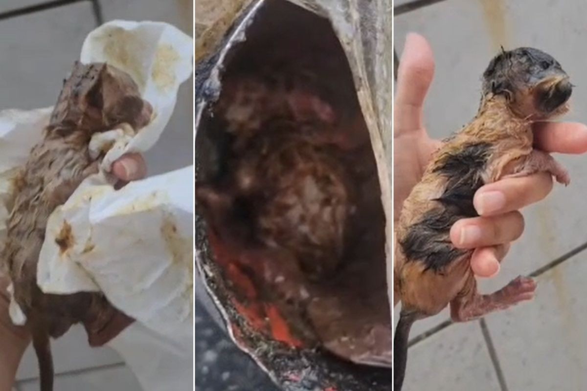 Filhotes de gato são levados em pá de lixo e abandonados em terreno no litoral de SP; VÍDEO