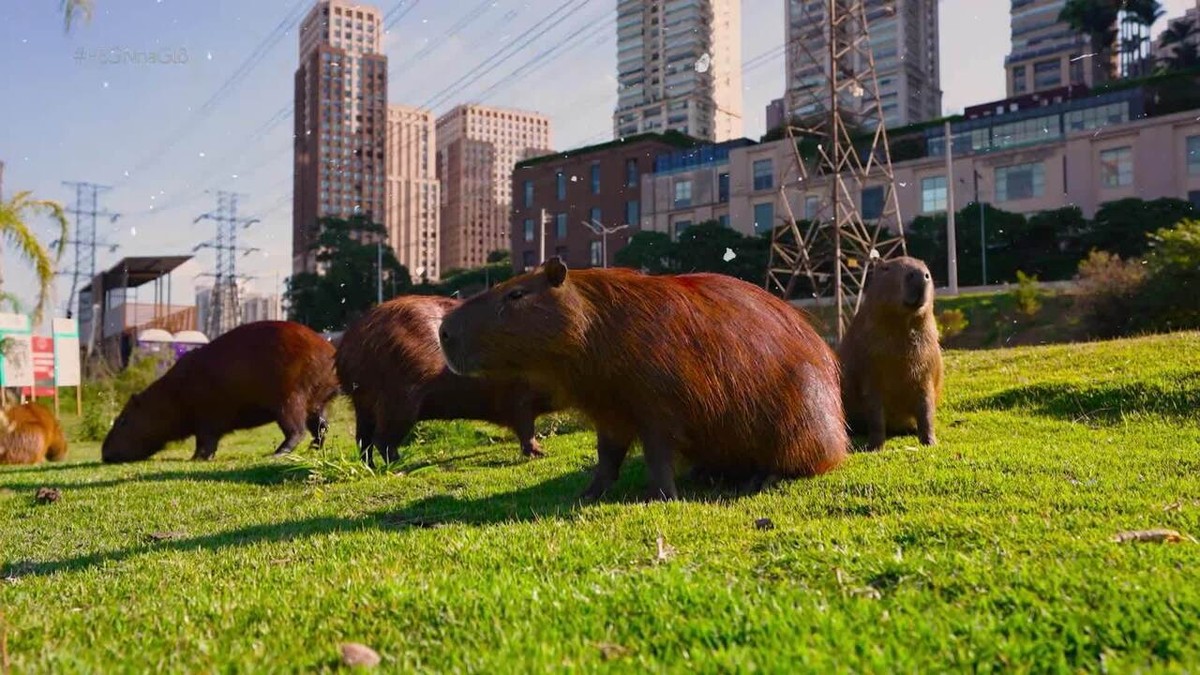 La mode Capybara sauve les entreprises de l’extinction et augmente les ventes à travers le pays |  PEGN