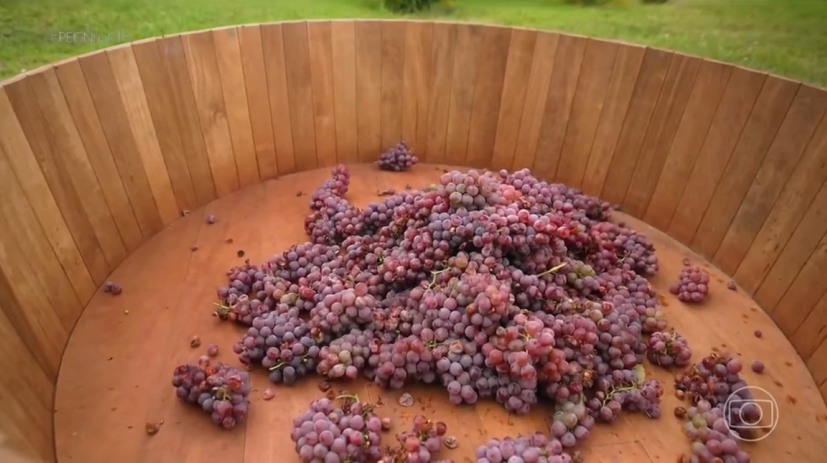 Samba, vinho e pisa da uva: a experiência inusitada que está atraindo turistas