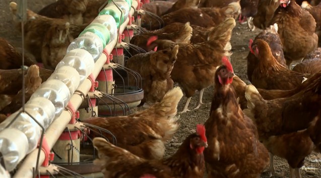 7 mil aves serão sacrificadas após confirmação de diagnóstico de doença de Newcastle em aviário do RS 