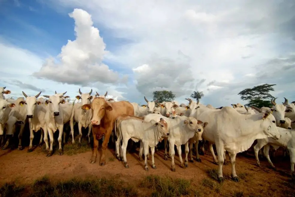 Milhões de cabeças de gado, milhões de dólares, milhões em subornos, milhões em multas... e uma temporada na prisão — Foto: BBC/ Getty images