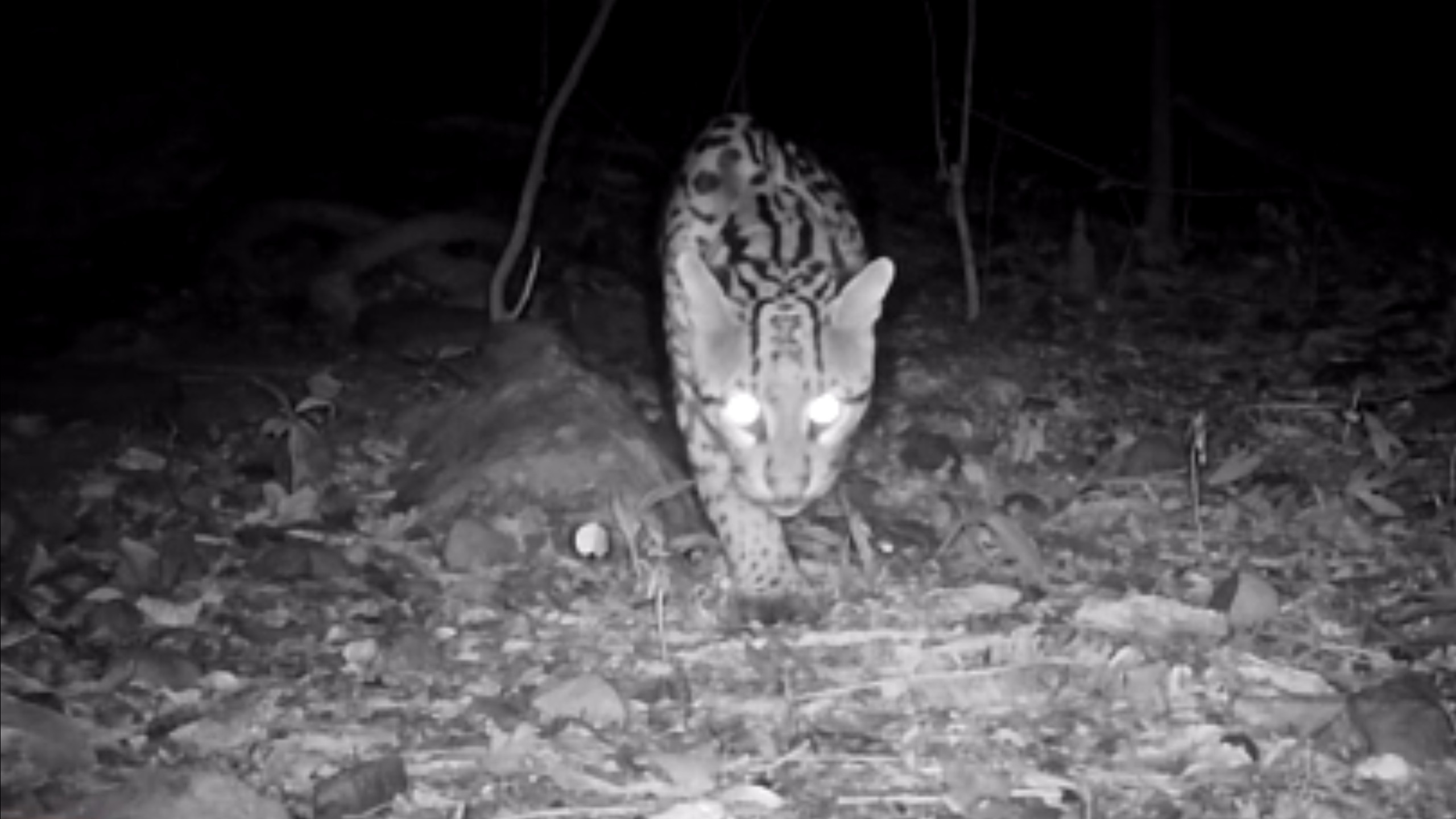 Jaguatirica é registrada por câmeras em reserva ambiental na Serra Gaúcha