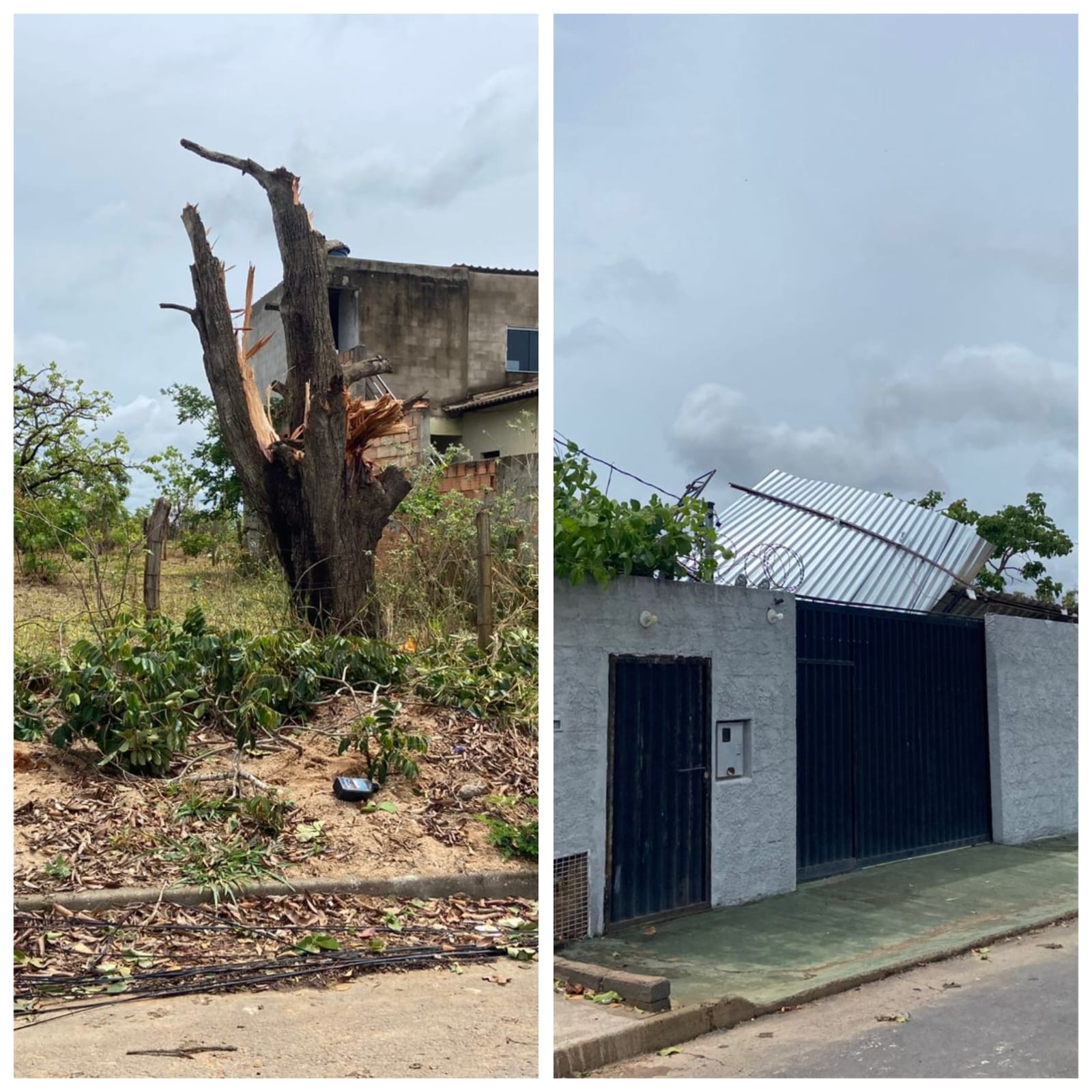 Chuva e ventos fortes derrubam árvore e danificam casas em Curvelo