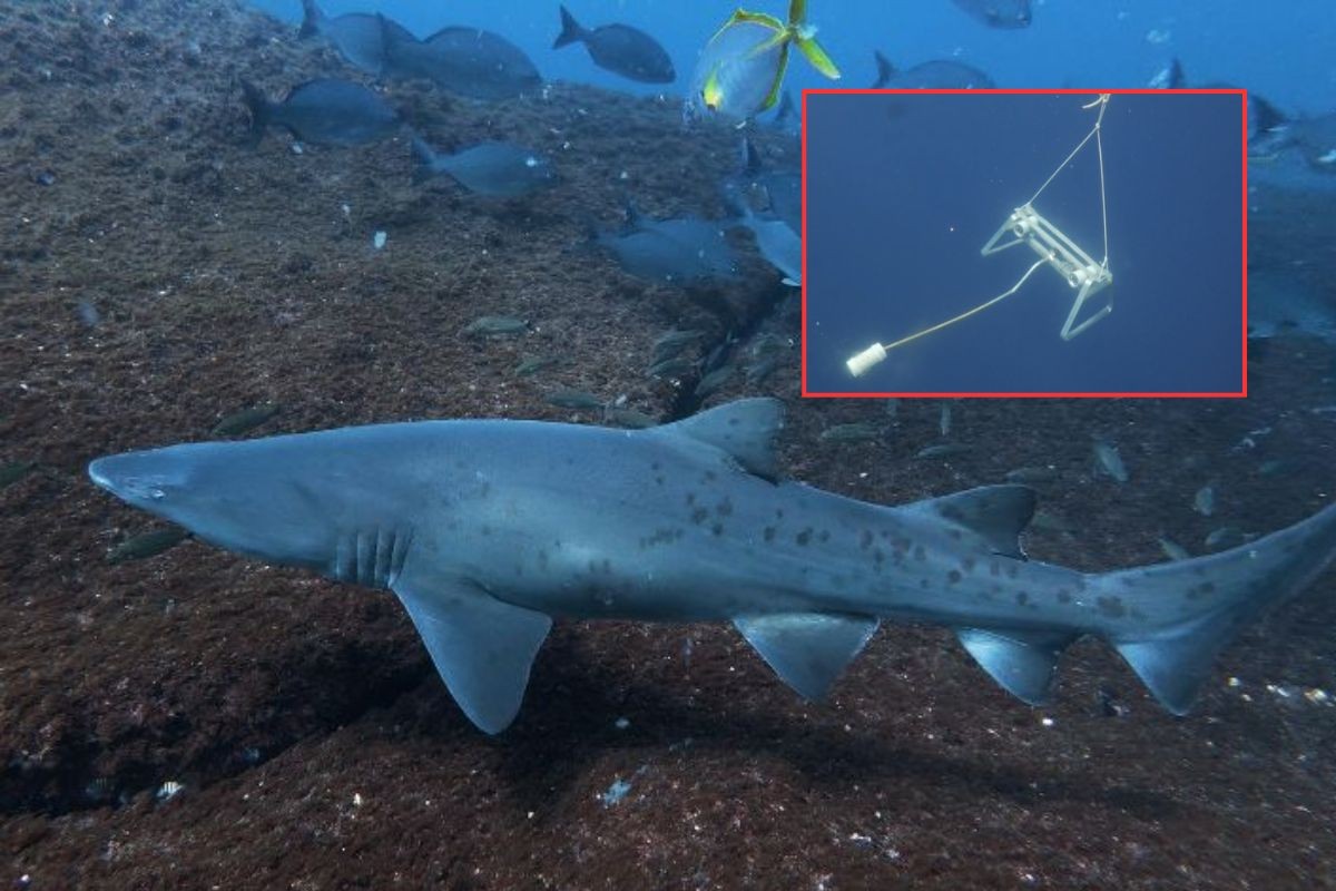Estudo descobre reprodução de tubarão ameaçado de extinção em reserva marinha de SP; VÍDEO