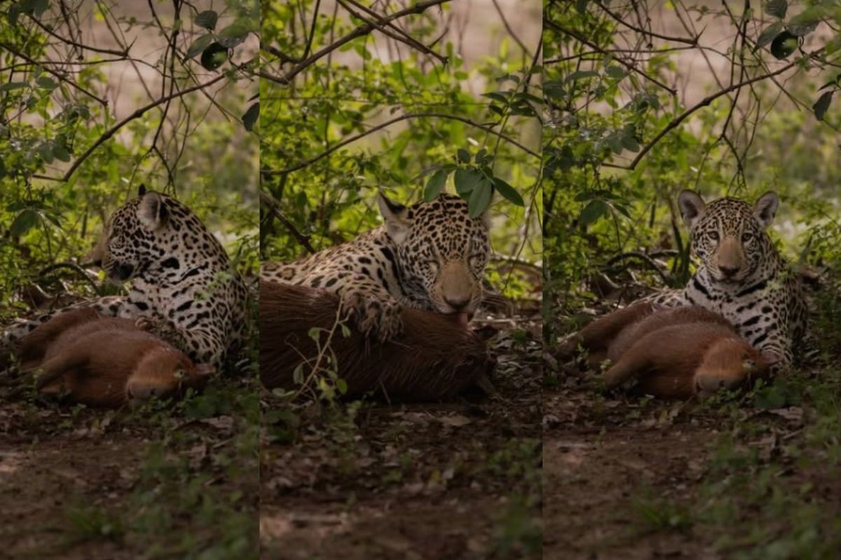 Onça-pintada ataca capivara a poucos metros de carro no Pantanal e filhote brinca com carcaça; veja vídeo