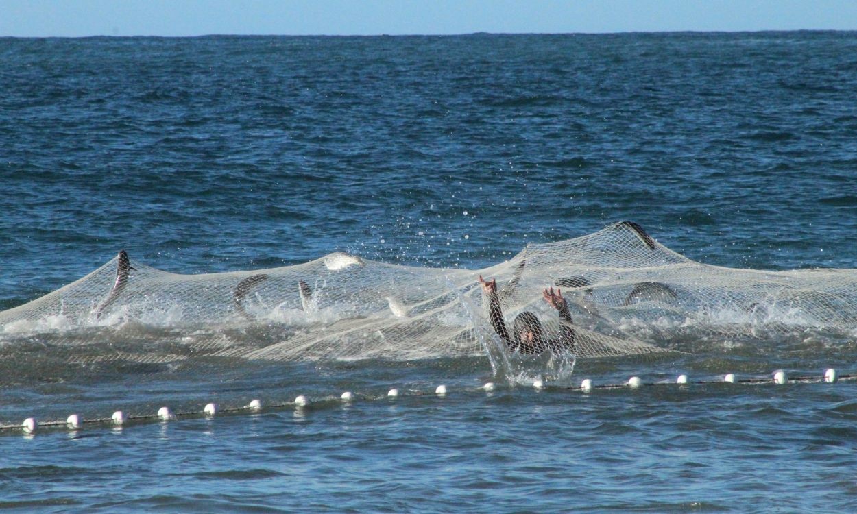 Corrida pela tainha: por que o Brasil barrou a pesca do peixe mais procurado do inverno?