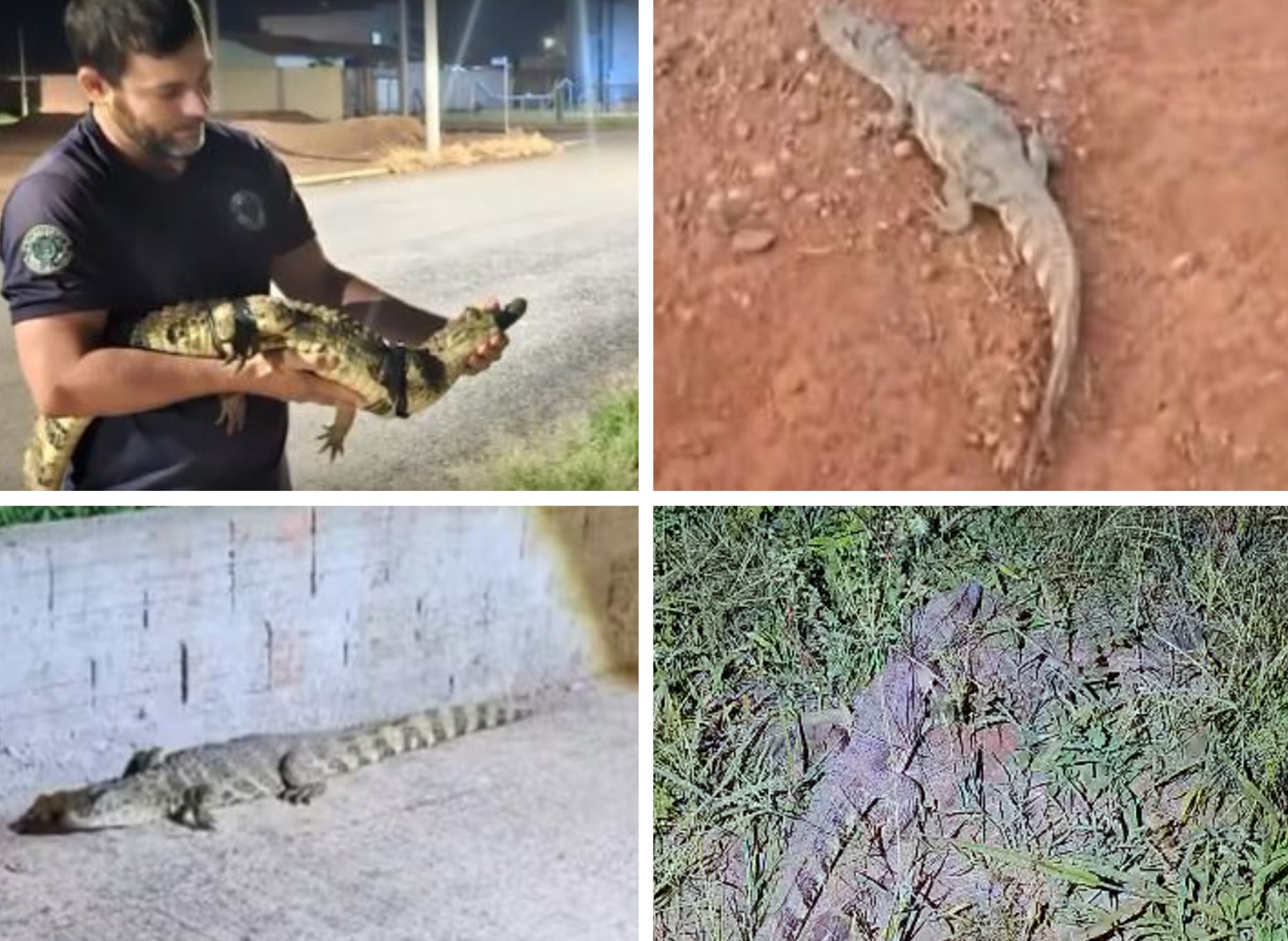 VÍDEOS: 'Invasão' de jacarés em cidade do interior de SP assusta moradores; saiba o que fazer