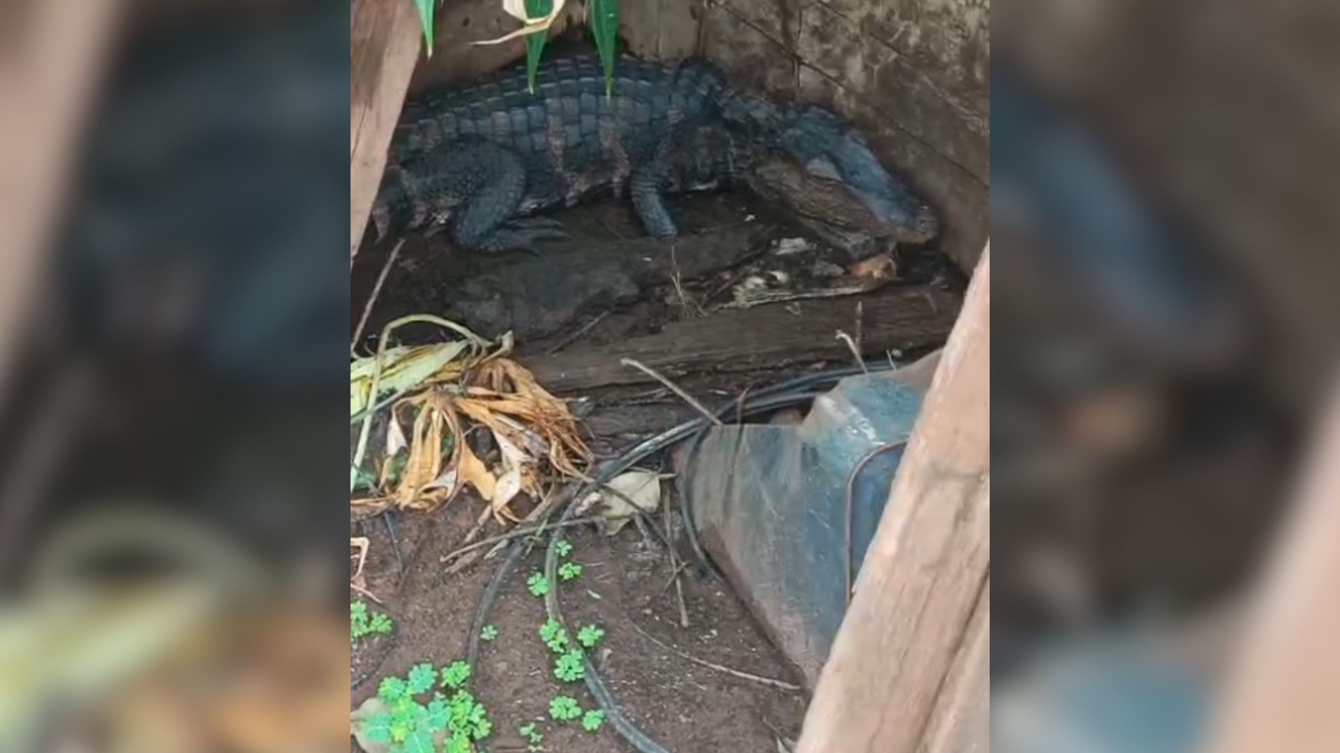 VÍDEO: jacaré é encontrado em frente a uma casa em cidade no interior de SP 