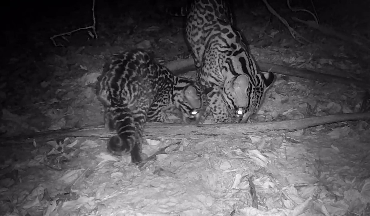 VÍDEO: câmera flagra jaguatiricas em bosque de Águas de São Pedro