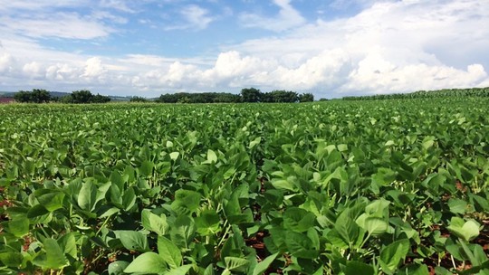 Agro resiliente: faturamento com exportações brasileiras cresce mesmo com taxação dos EUA, aponta centro de pesquisa da USP - Preços do café e o suco de laranja foram os produtos que influenciaram a alta no balanço de vendas ao exterior.