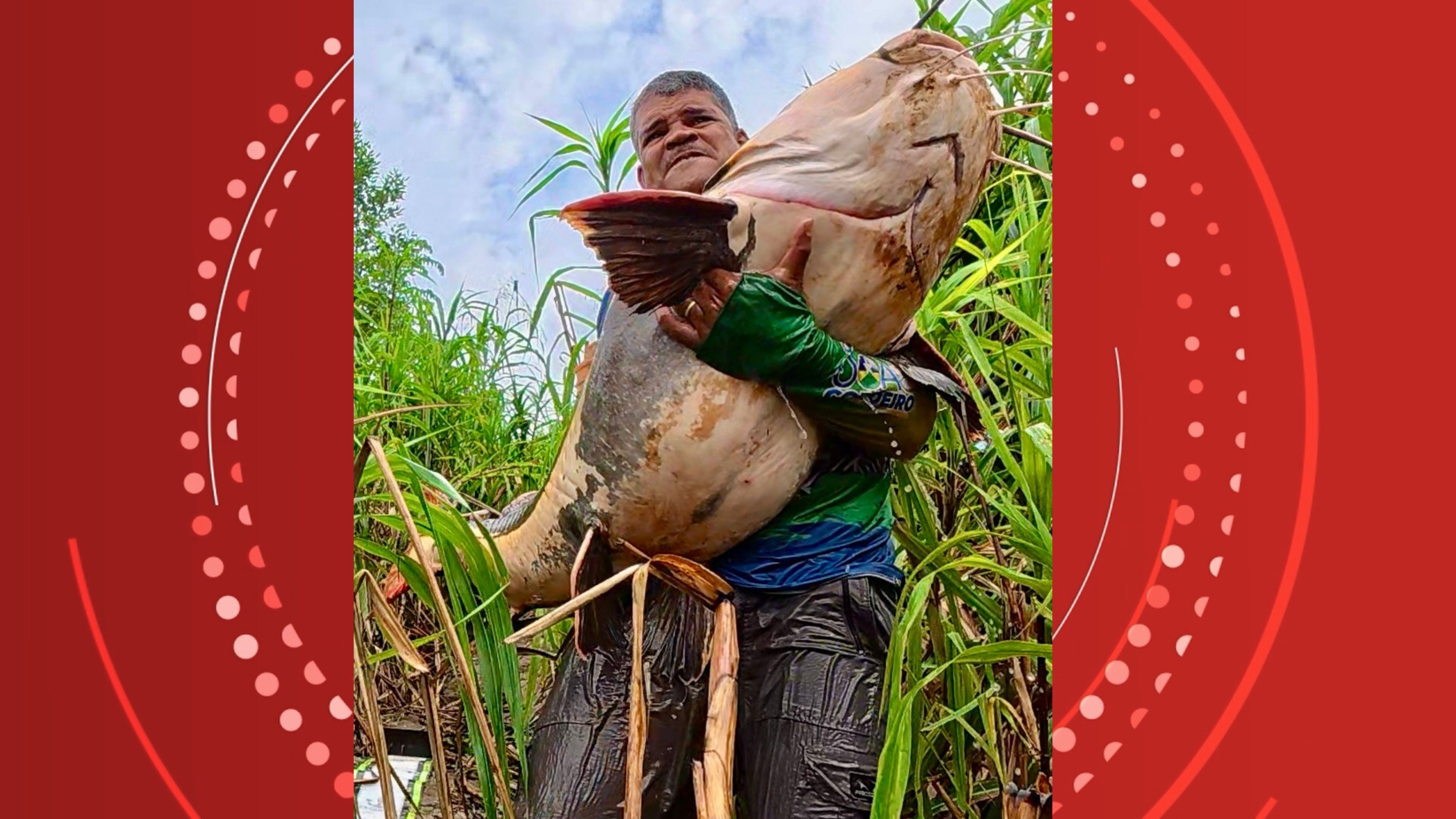 Pescador fisga pirarara gigante no Rio Madeira