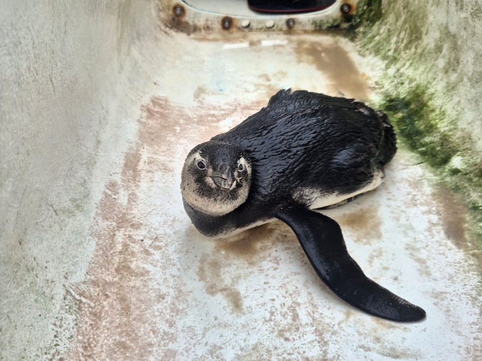 Pinguim foi resgatado na orla de NIterói e recebeu o nome de Helinho — Foto: Arquivo pessoal/ Daniel Boa Nova/ Niterói Hoe