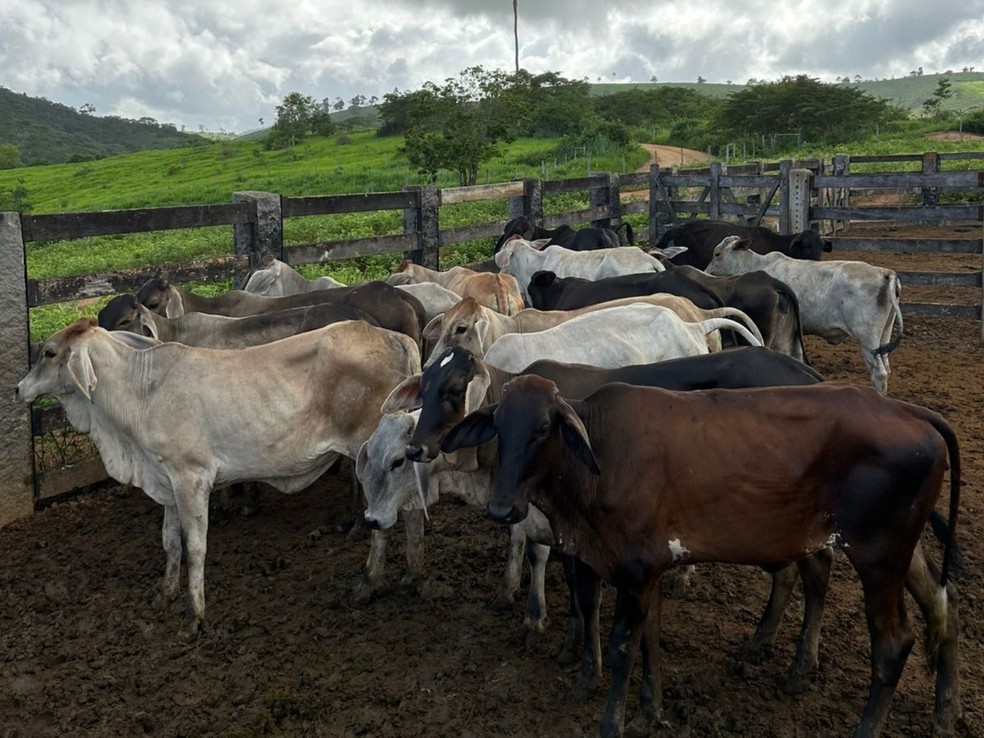 Cinco pessoas são presas por furto de gado em Ataléia — Foto: Polícia Militar
