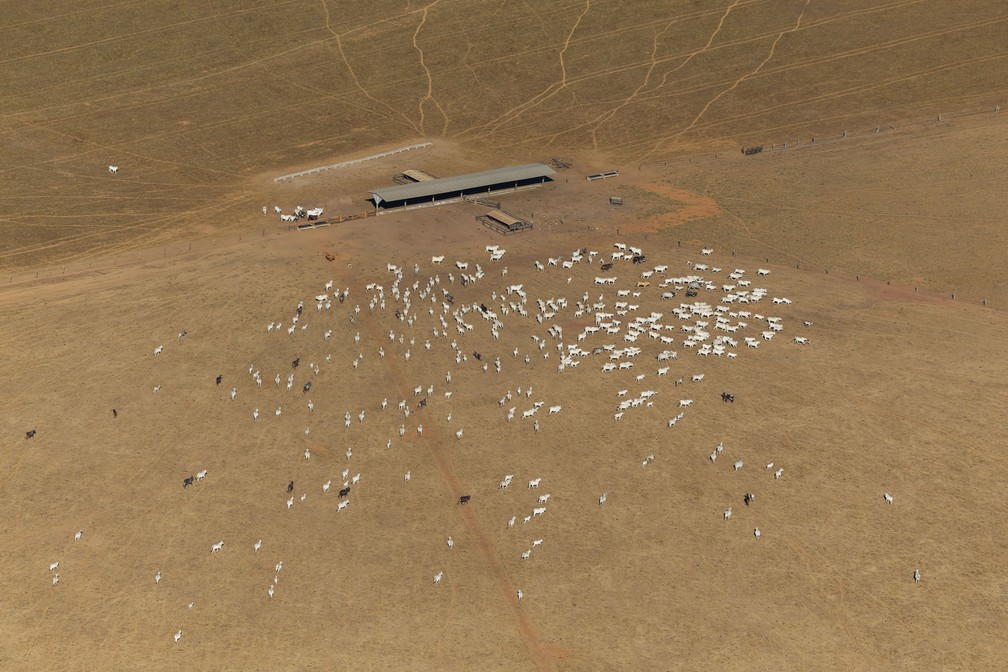 Gado criado na propriedade de Mauro — Foto: Tuane Fernandes/Greenpeace