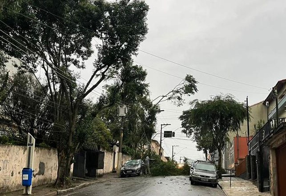 Queda de grandes galhos na Rua Prates, bairro Oswaldo Cruz, em São Caetano. — Foto: Laércio Aguera/ Arquivo pessoal