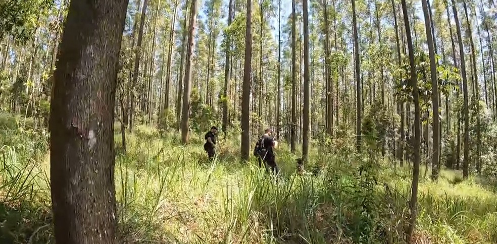 Corpo estava em uma plantação de eucaliptos. — Foto: Reprodução/RPC