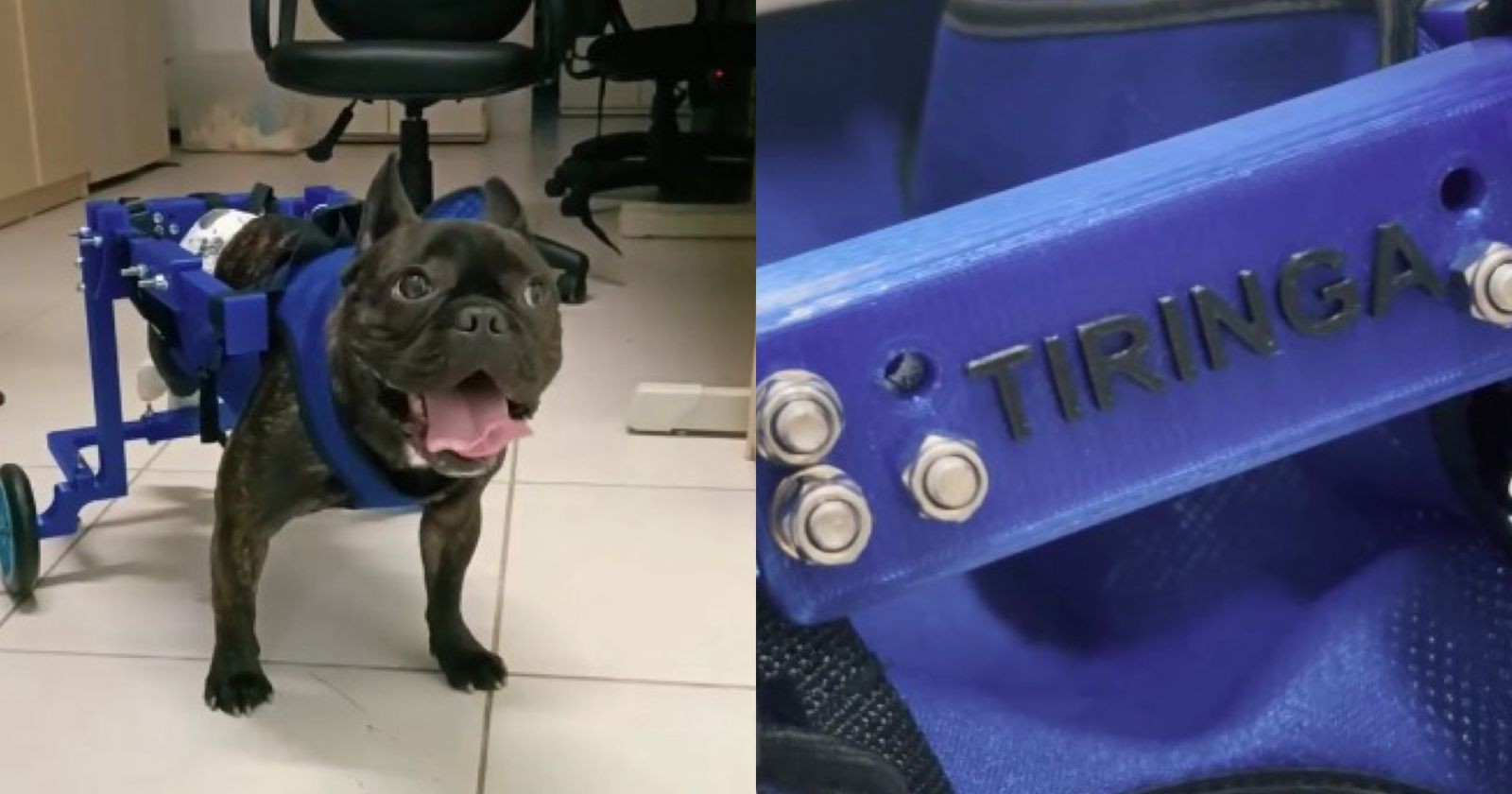 Cão paraplégico ganha cadeira de rodas personalizada feita por estudante de Engenharia; VÍDEO