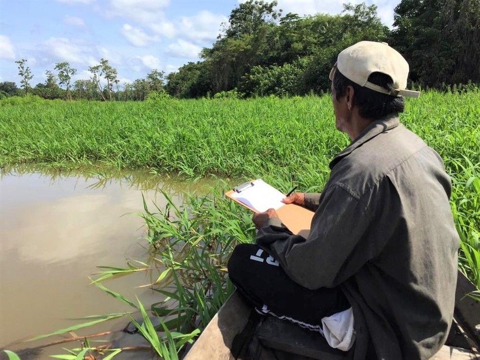 Pescador fazendo o processo de contagem do pirarucu manejado em comunidades de Santarém — Foto: Sapopema/Divulgação