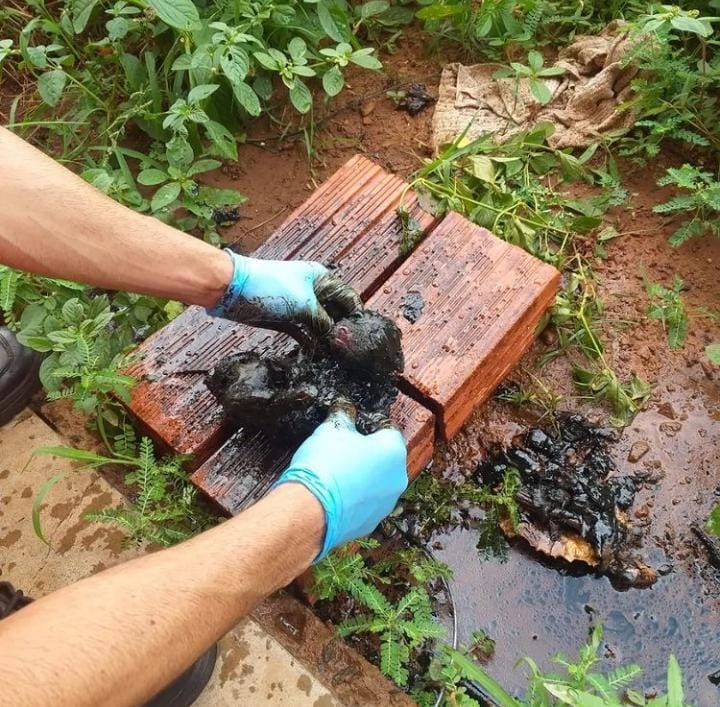 Filhotes de cachorro morrem após ficarem cobertos com piche de asfalto ...