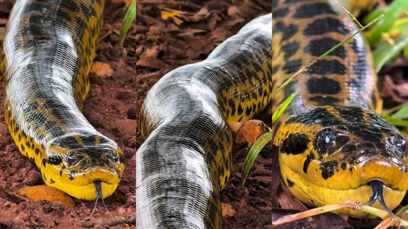 Guia chega a 1 metro de sucuri gigante durante safari no Pantanal e vídeo impressiona nas redes
