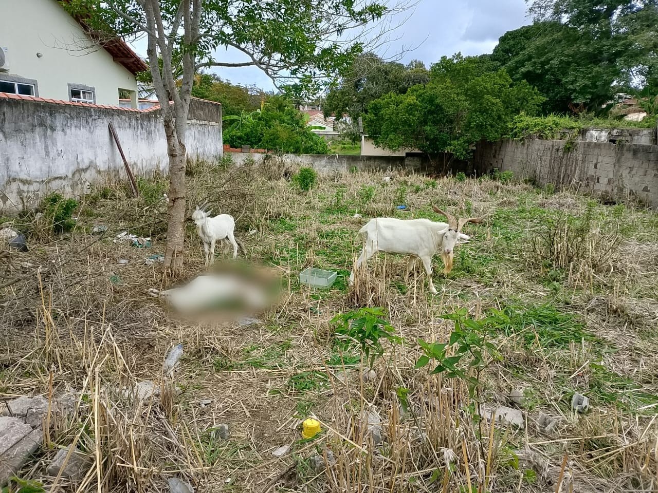 Autoridades se mobilizam para resgatar cabritos após denúncia em Iguaba Grande; um estava morto