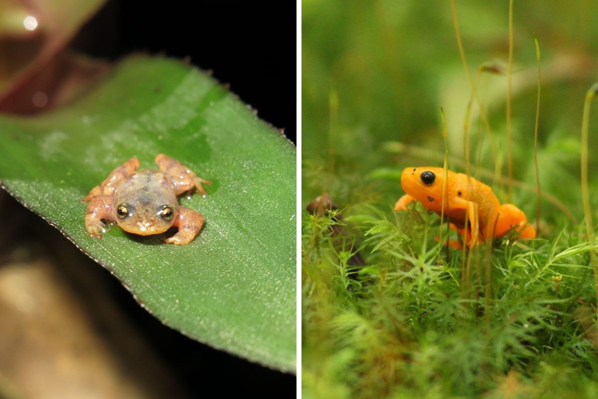 Aquecimento global pode provocar extinção de anfíbios da Mata Atlântica e êxodo de espécies, aponta pesquisa da Unicamp