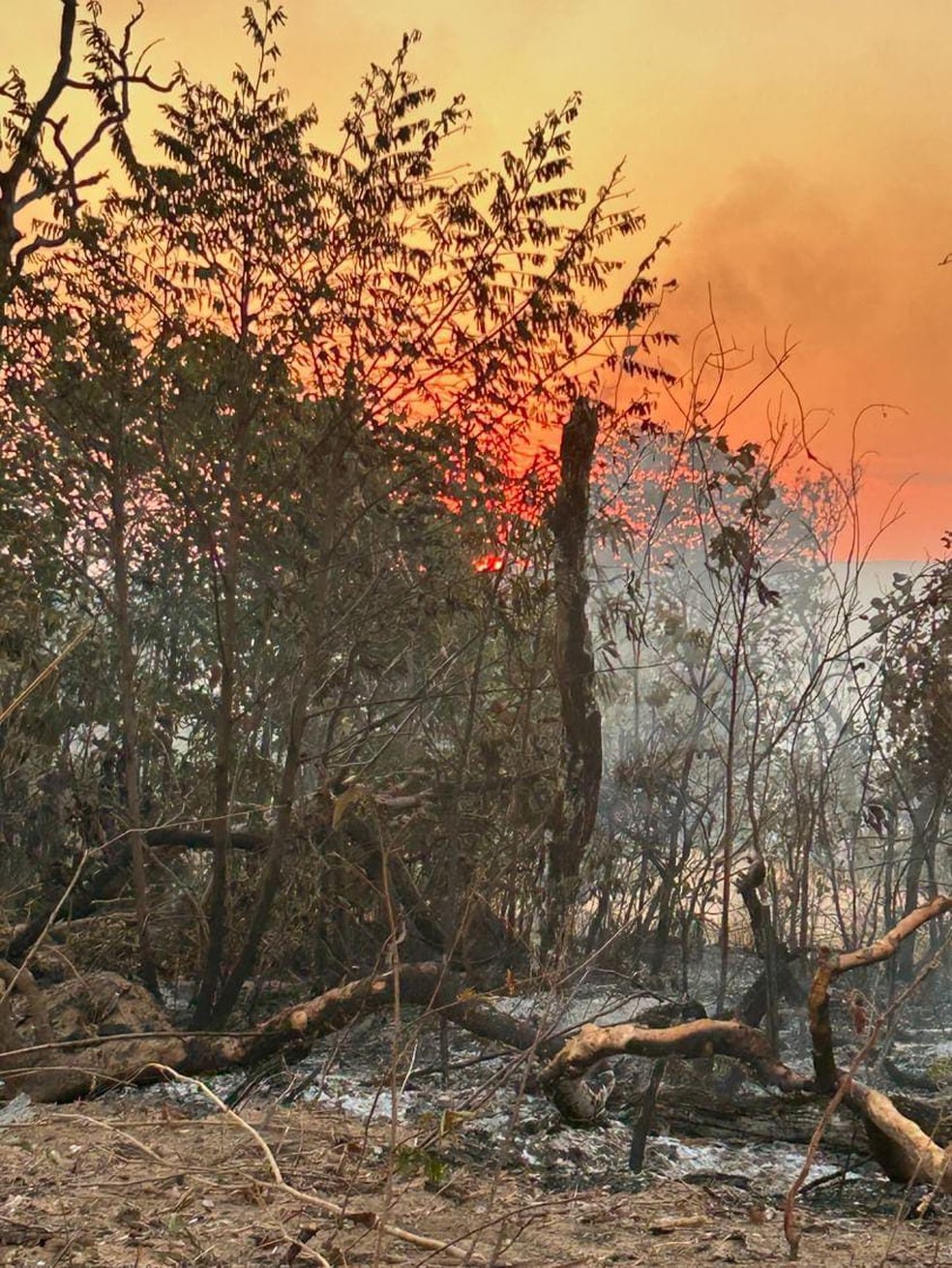 Área com foco de incêndio ativo no Pantanal de MS — Foto: Divulgação/Bombeiros