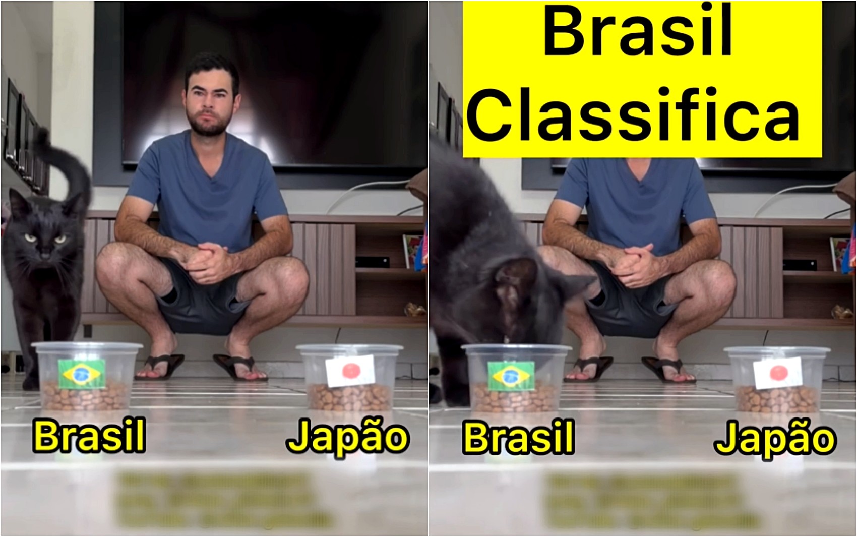 Após sequência de acertos, 'gato vidente' prevê vitória do Brasil contra o Japão na Copa do Mundo
