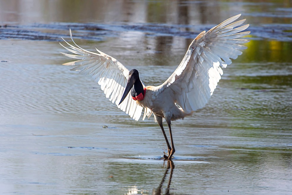 Tuiuiú - Jabiru mycteria — Foto: Geancarlo Merighi/Foto