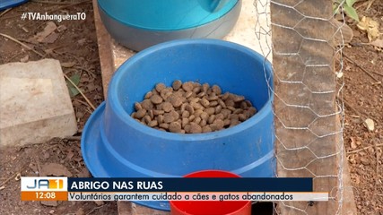 Animais abandonados ganham alimento e abrigo de moradores em Palmas