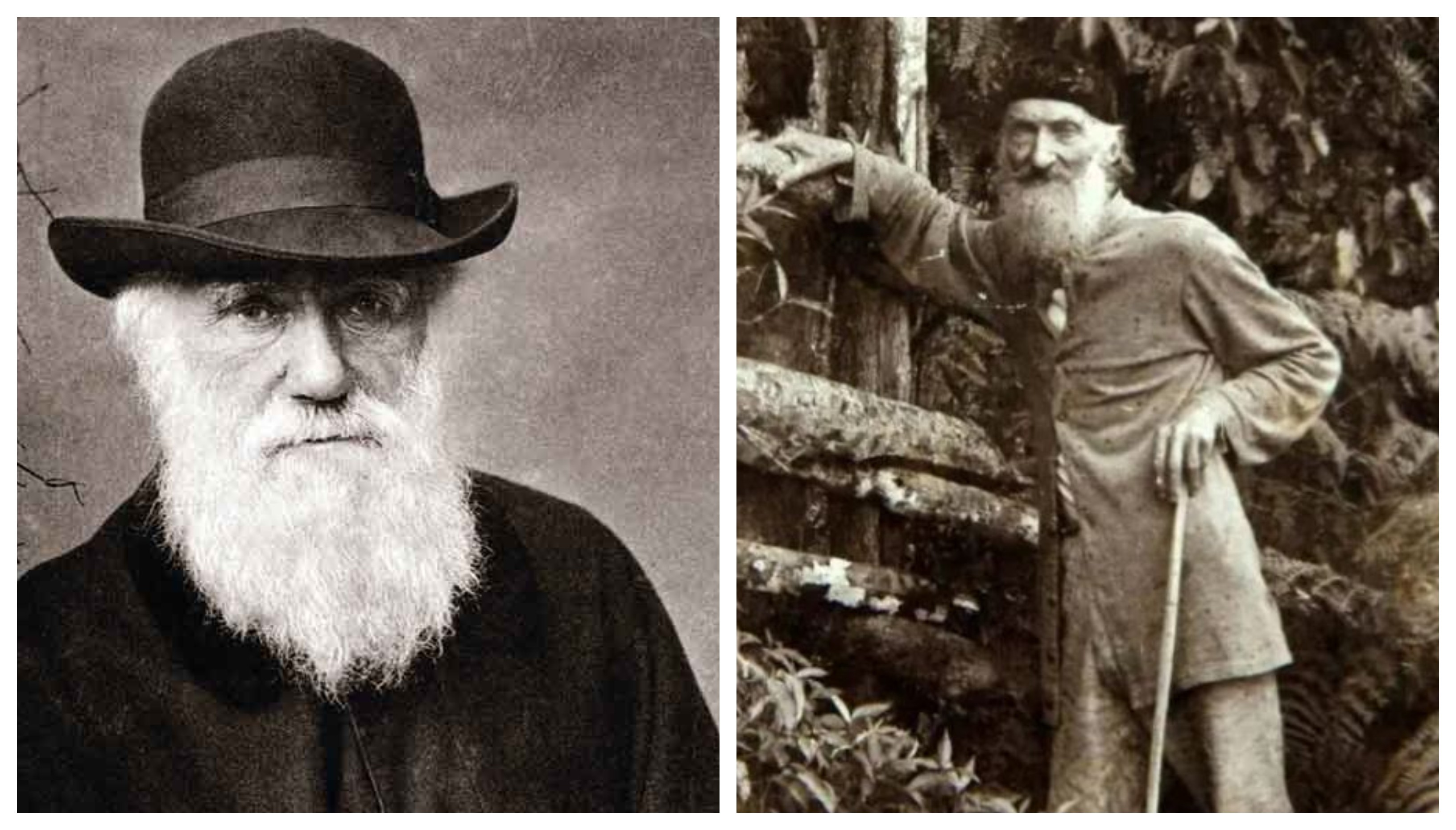 USP concede título de Doutor Honoris Causa a cientista amigo de Darwin morto há 129 anos